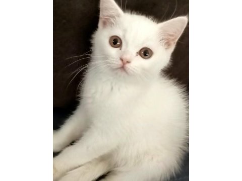Cana yakın sakin british shorthair çocuğum