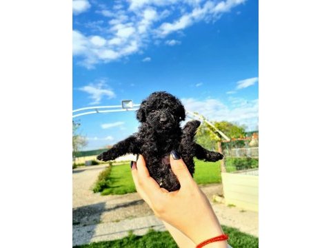 Zeytin gibi siyah poodle yavrularımız