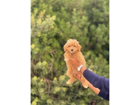 Maltipoo köpeklerimiz