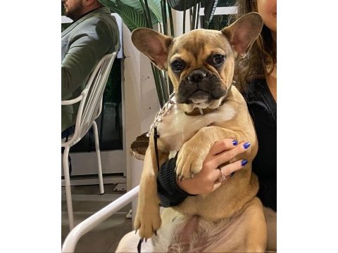 French bulldog
