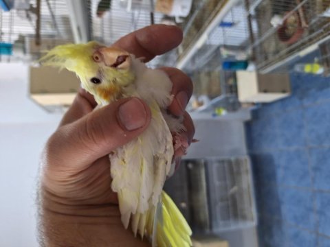 Lutino yavru sultan papağanı