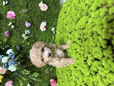 Mini boy toy poodle bebekler