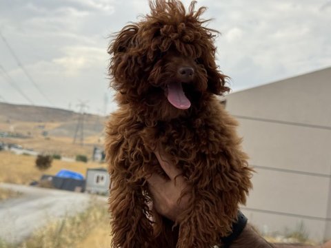 Tea cup 7 aylık dişi kore poodle 1.850 gr 
