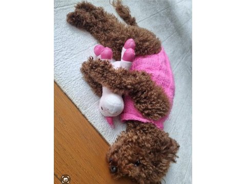Toy poodle red brown kore safkan dişi-erkek yavrular