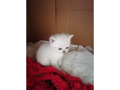 Scottish fold yavruları