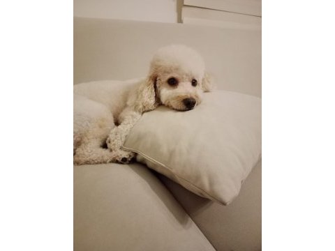 2021 doğumlu toy poodle