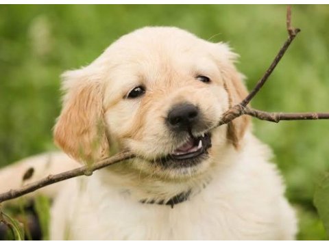 Ruhsatlı köpek çifliğinden golden yavrular a scrli