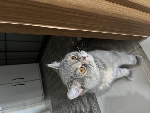 British shorthair 2,5 yaşında