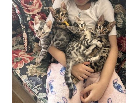 Sahibinden wcf kayıtlı şecereli bengal kedilerim