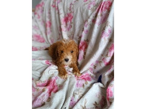 Toy poodle