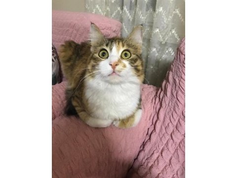 Kedimize yeni yuva arıyoruz (sahiplendirme)