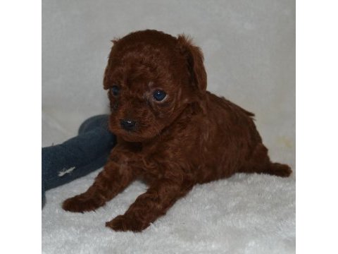 Tea cup dark red poodle yavrular