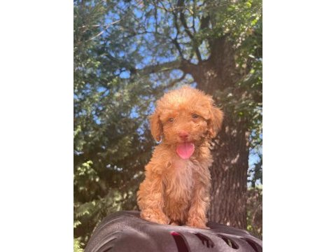 Maltipoo yavrular adrese gönderim ve kapıda ödeme vardır