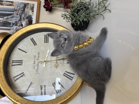 British shorthair safkan yavru