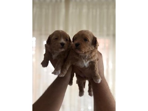 Kilo garantili ev ortamındaki maltipoo yavrularım