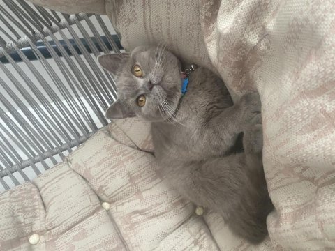 İzmir güzeli british shorthair