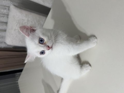 British longhair ve shorthair erkek ve dişi yavrular