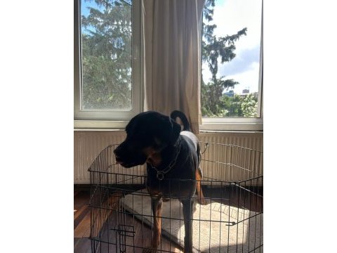 Safkan eğitimli rottweiler