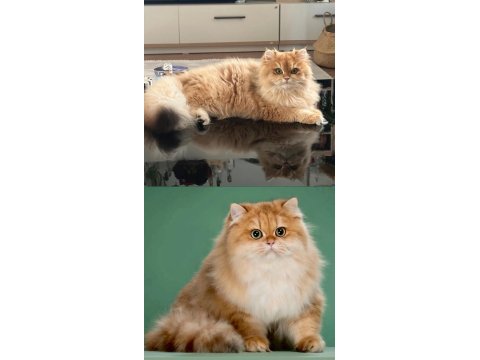 2.5 aylık golden british longhair erkek yavru