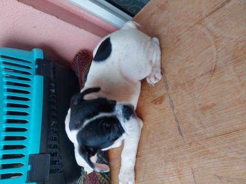 2 buçuk aylık son 3 yavru aşılar tam karma 2 tane merle