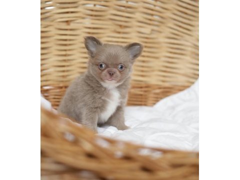 Birbirinden güzel safkan chihuahua yavrularımız