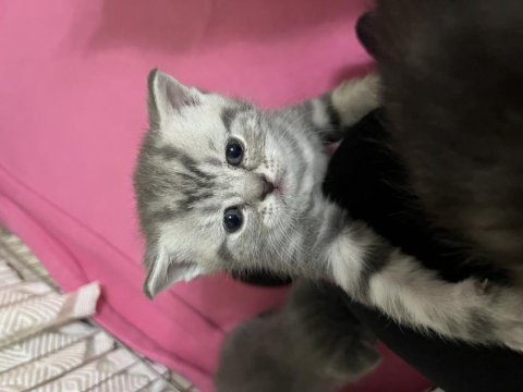 British shorthair yavrumuz yuva arıyor