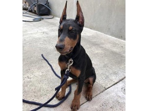 Baby kızıl siyah doberman
