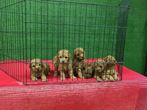 Toy poodle 1 dişi ve 1 erkek