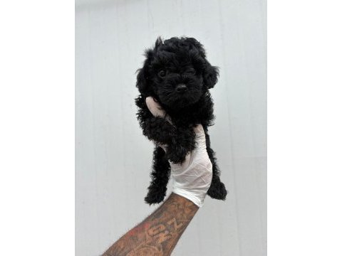 Siyah inci toy poodle