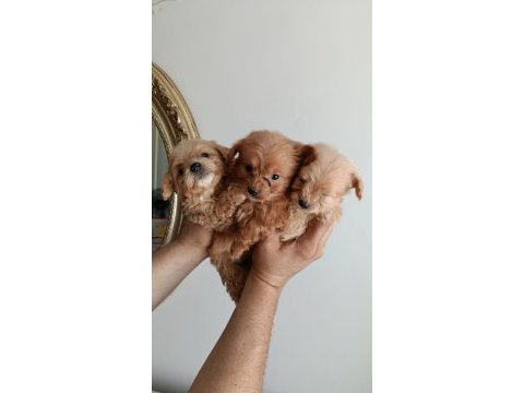 Teacup maltipoo yavrular