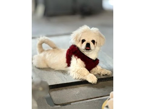 Eğitimli pekinez köpeği