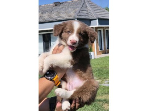Birinci sınıf safkan border collie yavruları 