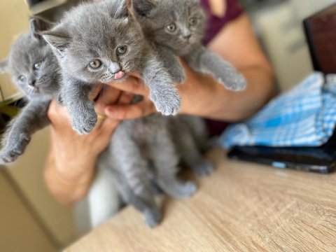 Orjinal british shorthair kedilerimiz