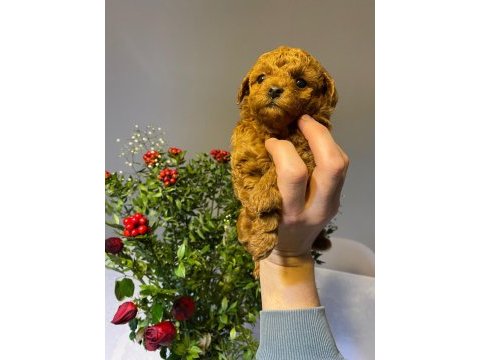 Dişi koyu renk poodle