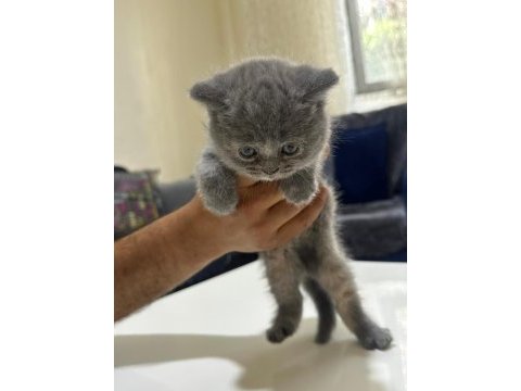 Minik patilere yuva british shorthair (dişi)