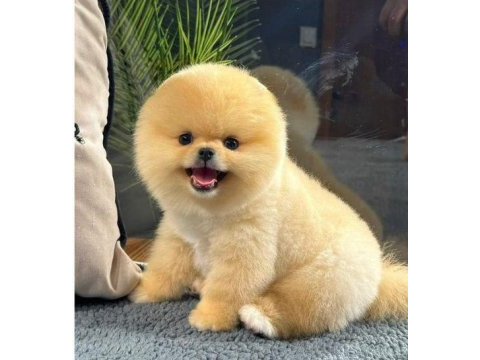 Adrese teslim a kalite pomeranian boo yavrularımız