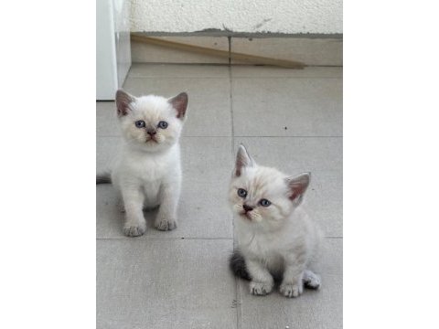 Birbirinden güzel british shorthair bebeklerimiz