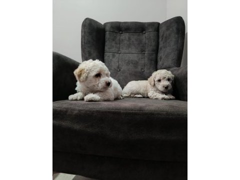 Maltipoo yavru köpeğimiz