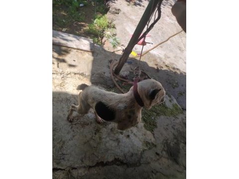 Dişili erkekli french bulldog 1.5 yaşlarında
