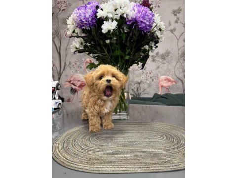 Maltipoo bebeklerimiz