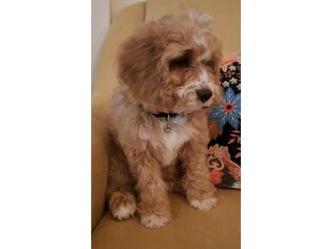 Sevimli maltipoo yavrusu yuva arıyor