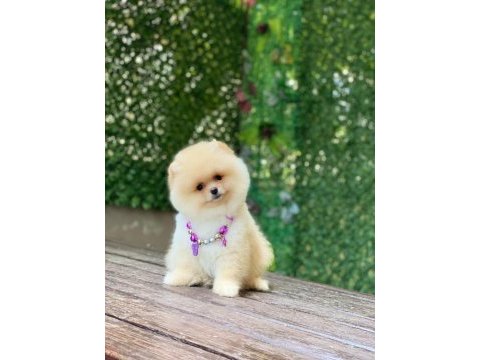 Dişi ayı surat orjinal pomeranian boo