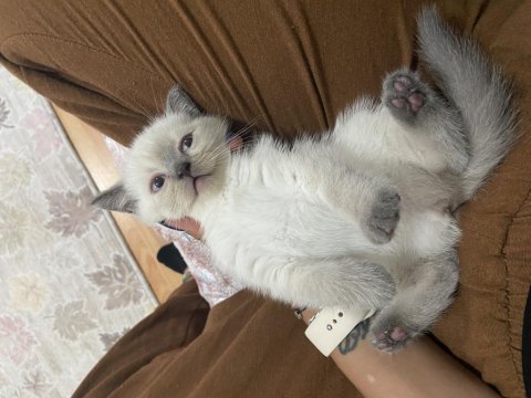 British yavru kedi