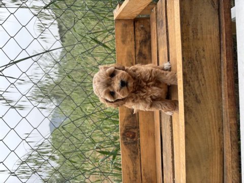 Maltipoo korea kan 0 boy bebeklerimiz