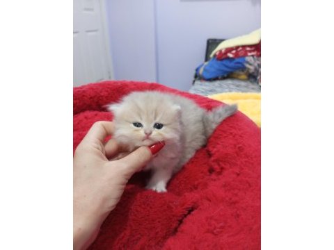 Golden chinchilla rengi şecereli anne babadan