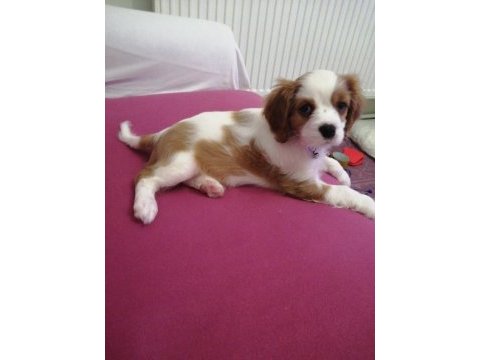 3 aylık cavalier king charles yavrumuz