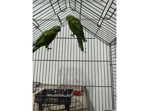 Cüce macaw yeşil renk son 2 adet kaldı