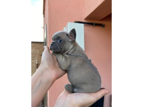 Egzotic blue kaliteli french bulldog bebekler