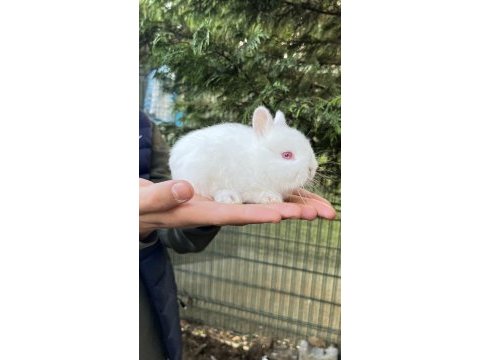 Orijinal hollanda cüce tavşan