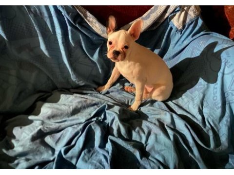 French bulldog dişi 5 aylık